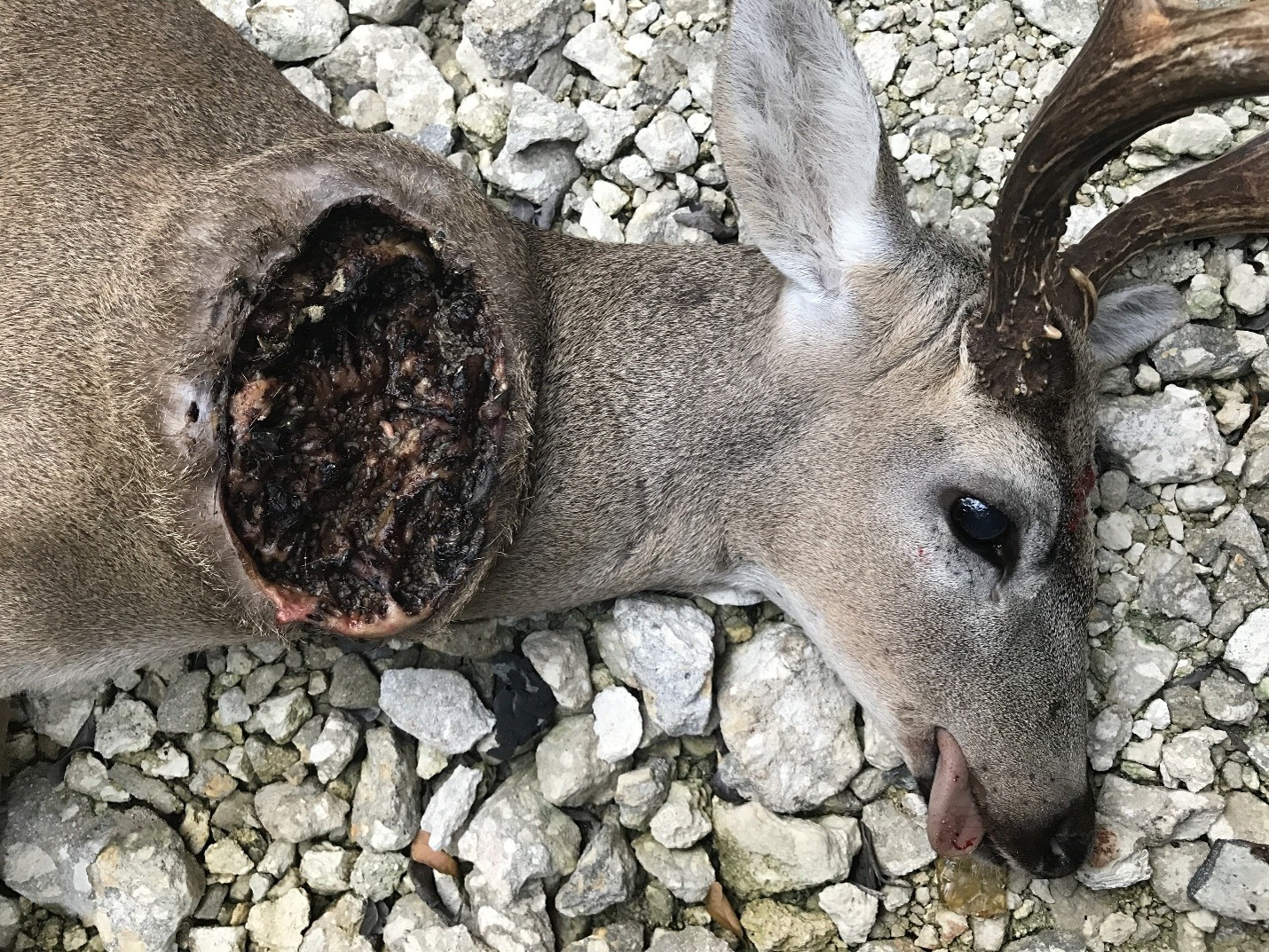  Deer infested with New World screwworm around the neck